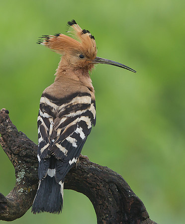 Hoopoe ..."Upupa epops"