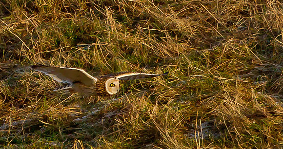 Short-Eared Owl  .."Asio flammeus"