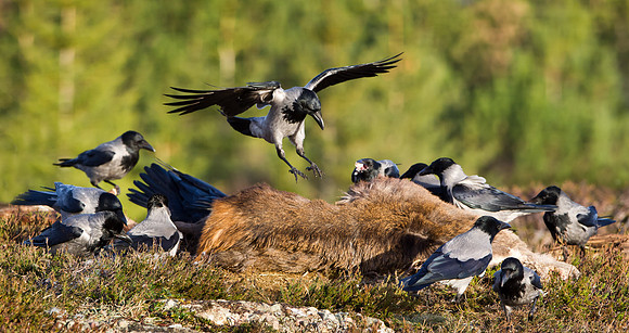 Hooded Crows.... Norway