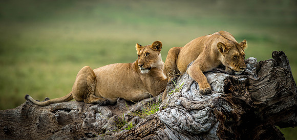 _D9R3930 Lionesses .."Panthera Leo"... Masai Mara Kenya.