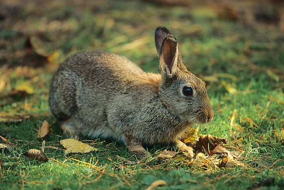 Wild Rabbit ... "Oryctolagus cuniculus"