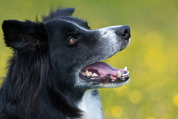 Zak