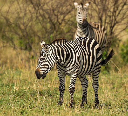 _D9R6032 ... Burchells  Zebras...."Equus quagga" Masai Mara Kenya.