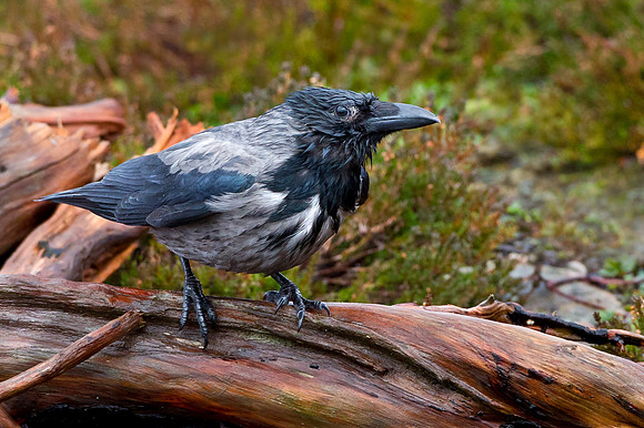 Hooded Crow after the storms."Corvus cornix"