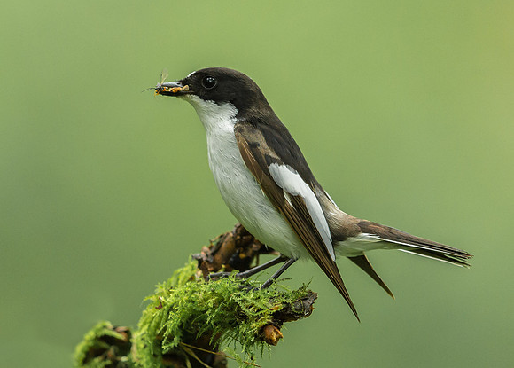 _D9R8935..Pied Flycatcher..."Ficedula hypoleuca"...Male