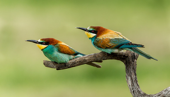 European Bee-eater .."Merops apiaster" .... pair bonding.