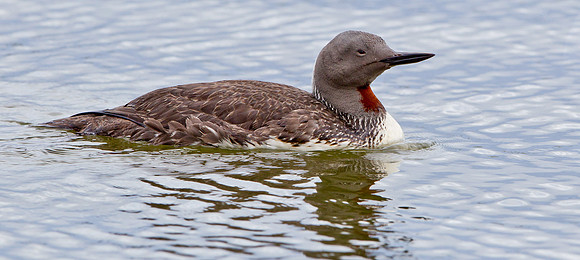 Red-throated Diver in summer plumage  ...."Gavia stellata"