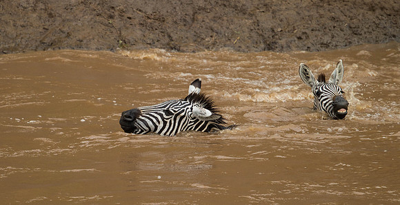 _D9R3565..Burchells  Zebras...."Equus quagga" Masai Mara Kenya.