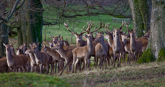 Stags and Hinds