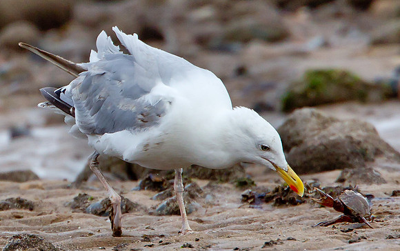 Herring Gull... "Larus argentatus"... Crab in defence of it's life.