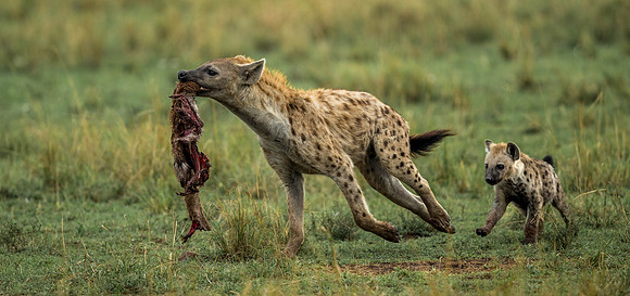 _D9R6569 ...Hyenas..." Crocuta crocuta"... Masai Mara Kenya