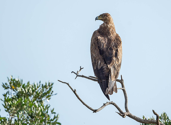 _D9R5612..Tawny Eagle ..."Aquila rapax" Masai Mara Kenya.