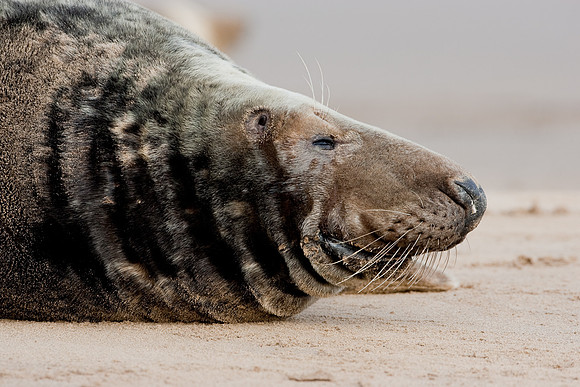 Adult bull seal