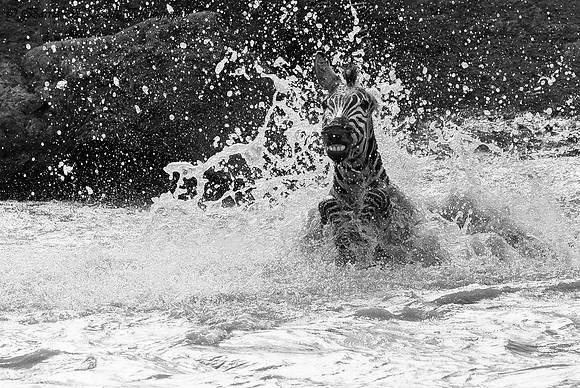_D9R1717... Zebra.. "Equus quagga" crossing Mara river during migration