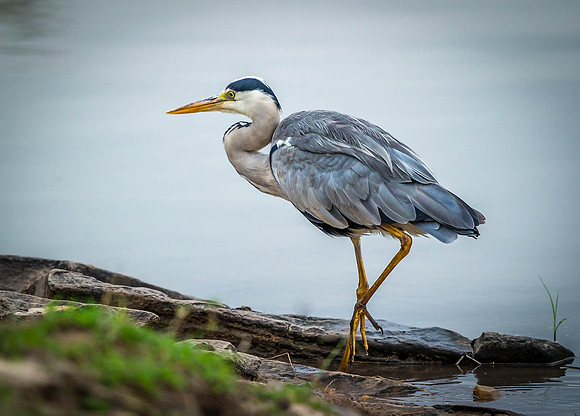 _D9R3448... Grey Heron ..."Ardea cinerea" .. Masai Mara Kenya