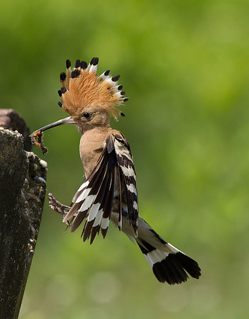 Hoopoe ..."Upupa epops"