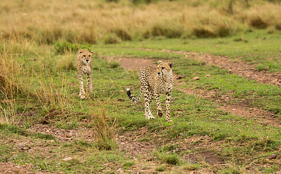 _J0A2565 ....Cheetah brothers... "Acinonyx jubatus"..Masai Mara Kenya.