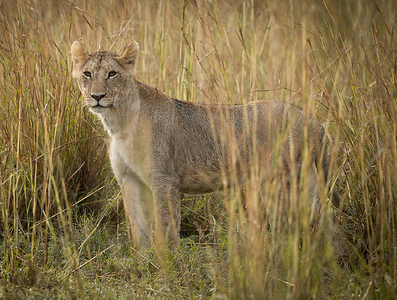 _D9R5272.... Lioness.... "Panthera Leo"...Masai Mara Kenya...Eyeing prey.