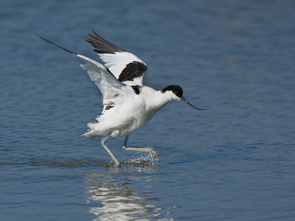 Avocet......"Recurvirostra avosetta"