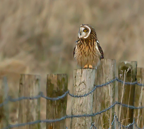 Short-Eared Owl  ..."Asio flammeus"