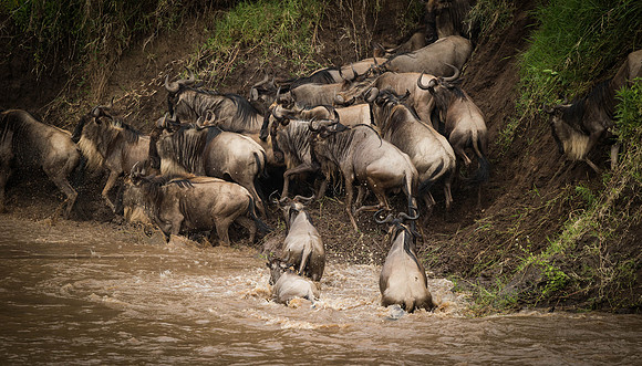 _D9R4444 .. Wildebeest...."Connochaetes taurinus"..Masai Mara