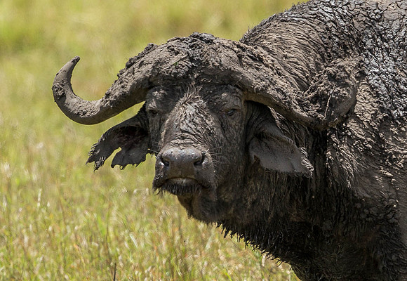 _D9R9443 ...African Buffalo..."Syncerus caffer".