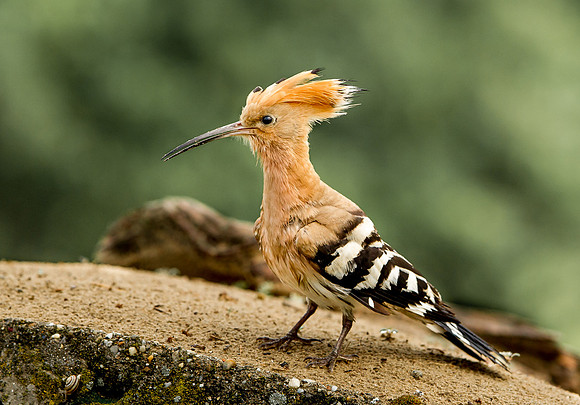 Hoopoe ..."Upupa epops" The nest was hidden under this concrete construction.