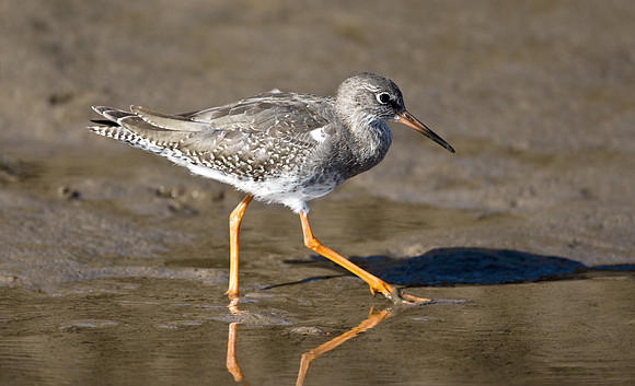 Redshank on mud flats at low tide  ...."Tringa totanus"