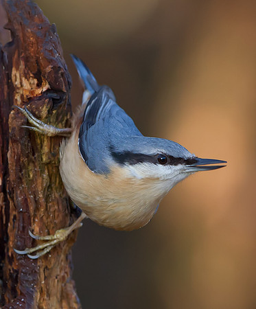 Nuthatch in late winter light....... "Sitta europaea"