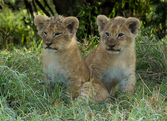 _J0A2800 ..Lion cubs ..  "Panthera Leo"..male...  Masai Mara Kenya