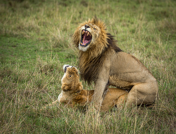 _J0A2433 .. Lions ...."Panthera Leo"...Masai Mara Kenya.