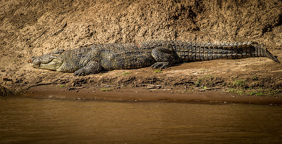 _D9R8596 .. Nile Crocodile.."Crocodylus niloticus" .. Masai Mara Kenya.