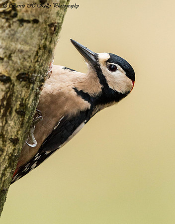 _J0A5833...Great Spotted Woodpecker   .... "Dendrocopos major" male