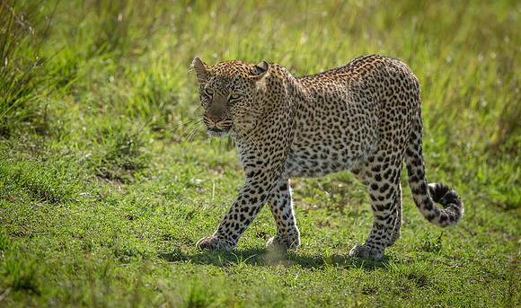 _D9R9095 Leopard ... "Panthera pardus" Masai Mara Kenya