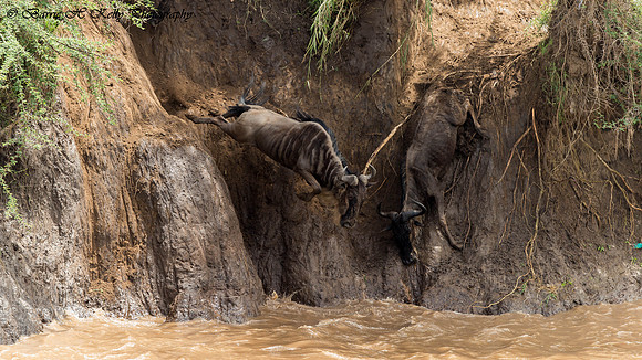 _D9R4939..Wildebeest...."Connochaetes taurinus"..Masai Mara Kenya.