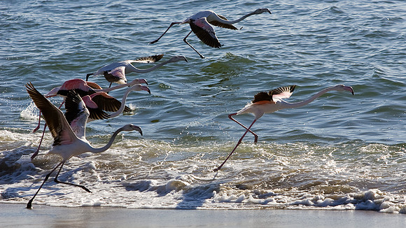 Flaminigos.... Namibia.