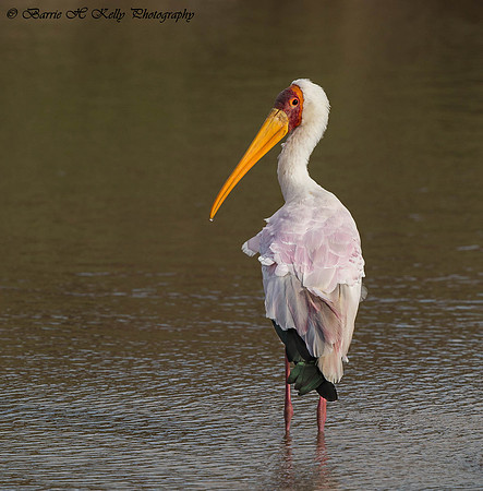 _D9R9568.. Yellow-billed Stork.." Mycteria ibis".. Masai Mara Kenya.