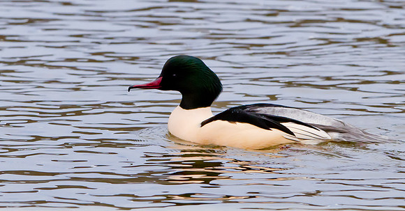 Goosander with it's distinctive hook-tipped red bill...."Mergus merganser"