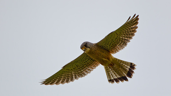 Kestrel