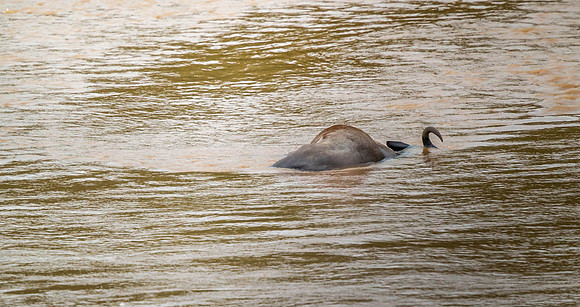 _D9R3523.. Dead Wildebeest  Masai Mara Kenya.