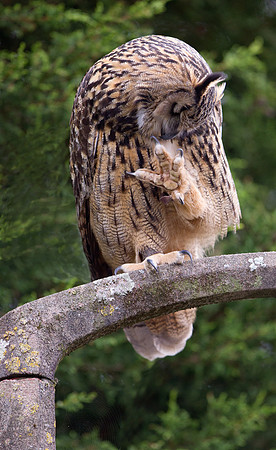 European Eagle Owl... "Bubo bubo"... preening