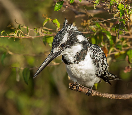 _D9R7160... Pied Kingfisher..."Ceryle rudis".. Female  Masai Mara Kenya.