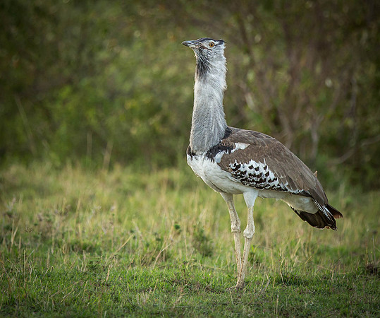 _J0A4600 ... Kori Bustard ..."Ardeotis kori"..Male  Masai Mara Kenya.