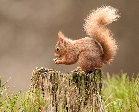Red Squirrel Scotland