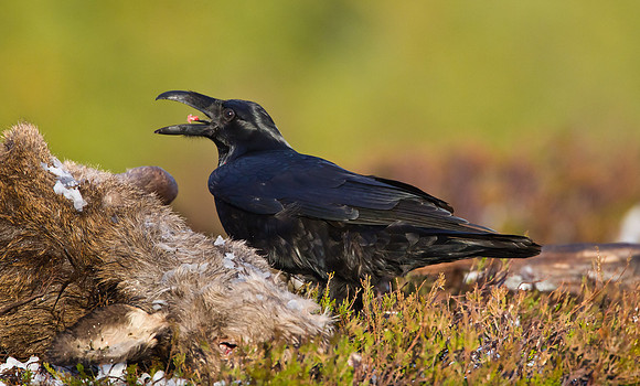 Raven on carcass