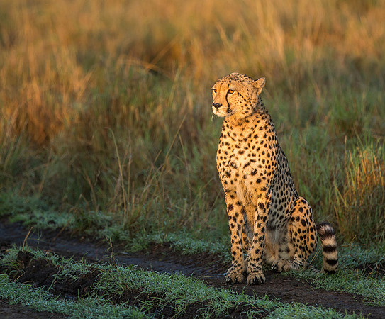 _J0A3434... Cheetah ..." "Acinonyx jubatus".. Male .. Masai Mara Kenya