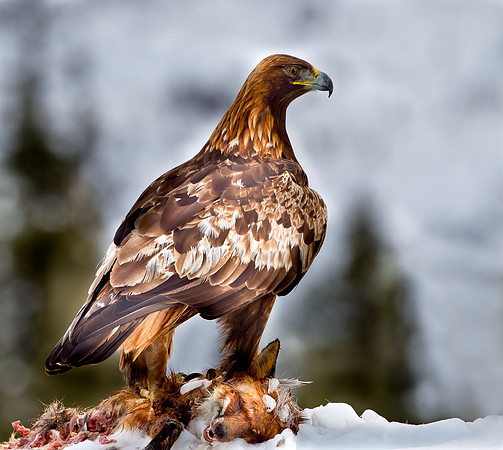 The majestic Golden Eagle on prey.