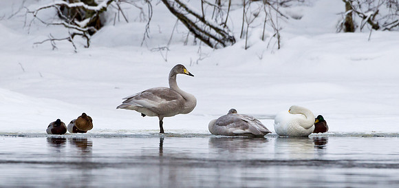 Waiting for spring... Norway