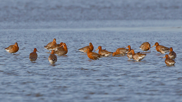 Black-Tailed Godwits