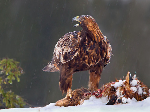 Golden Eagle  ....."Aquila chrysaetos"... on a fox carcass.